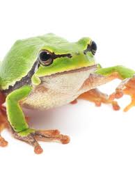 Sonhar com Sapo: Veja O Que Significa e Como Interpretar