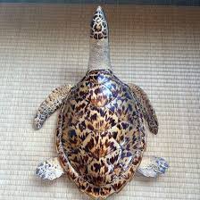 ウミガメ の 剥製