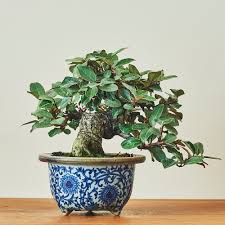 盆栽、多肉植物
