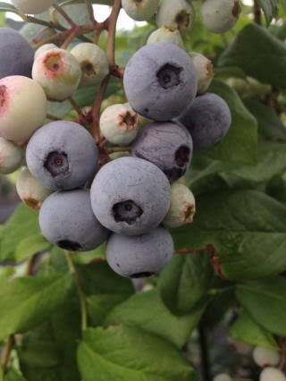 8月のオススメ品種紹介 - 愛知県岡崎市の観光ならブルーベリファームおかざき