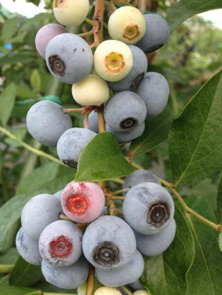 8月のオススメ品種紹介 - 愛知県岡崎市の観光ならブルーベリファームおかざき