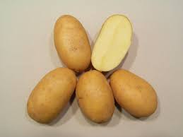 ピルカ (北海97号)