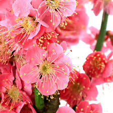 Yahoo!ショッピング - Yahoo! JAPAN