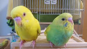 インコともだち