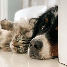 Podcasts | CBN Vitória