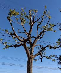 みんなの趣味の園芸