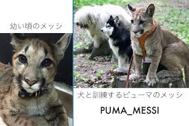 モーダdeマコス