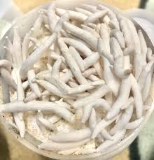 Queen Beetles - QUEEN DESIGNING