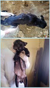 Fiscalização de canil clandestino e diagnóstico de maus-tratos - Clinica  Veterinária