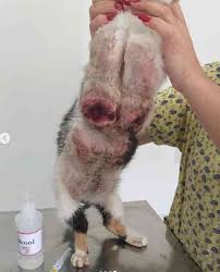 Vacina anticoncepcional coloca vida de gatos e cachorros em risco - ONG  Olhar Animal