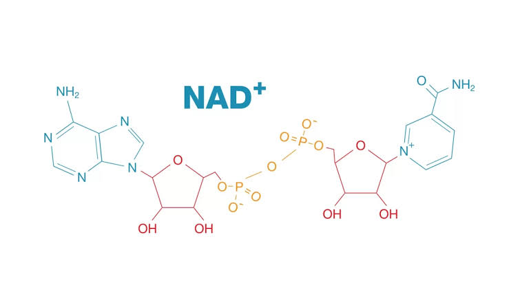 NADH Molekül Yapısı