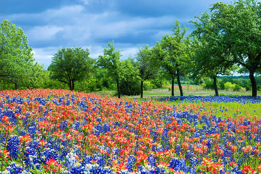 Cánh Đồng Hoa Dại Ở Texas Mùa Xuân Hình ...