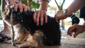 Joinville sanciona lei que proíbe medicamentos e vacinas anti-cio para  animais