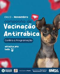Saquarema terá Dia D de vacinação antirrábica para cães e gatos no próximo  sábado | Prefeitura de Saquarema