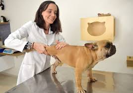 Cachorro mancando: quais condições levam a esse comportamento? - Inova  Veterinária