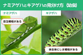 となりのカインズさん