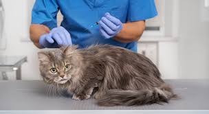 Dar injeção anti cio é perigoso? - NUXCELL® | Muito mais que vitamina para  cachorro e gato!