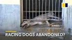 Fate of more than 500 dogs uncertain after Macau racing track ...