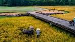 Laguna Golf Lăng Cô: Tuyệt tác sân gôn 18 lỗ, 71 gậy do Ngài ...