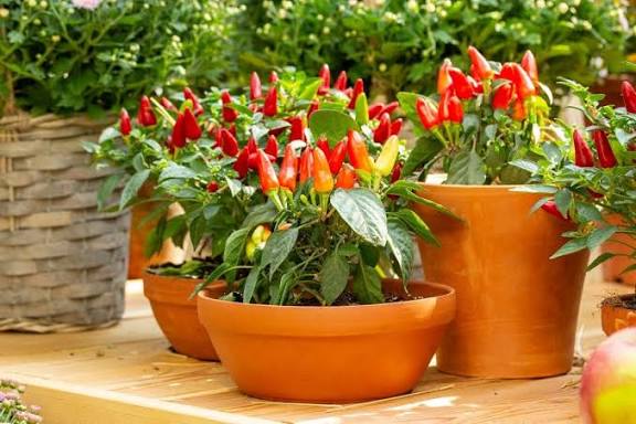 Chili pepper plants in containers