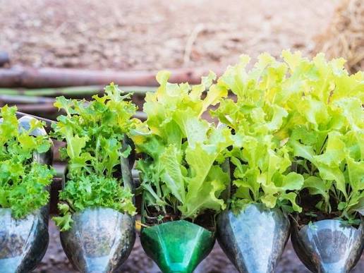 Vegetable seedlings growing in recycled containers on a balcony