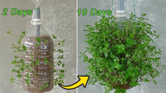 Mint growing in a recycled container