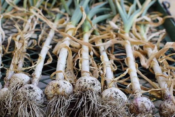 Freshly harvested garlic bulbs drying in the shade