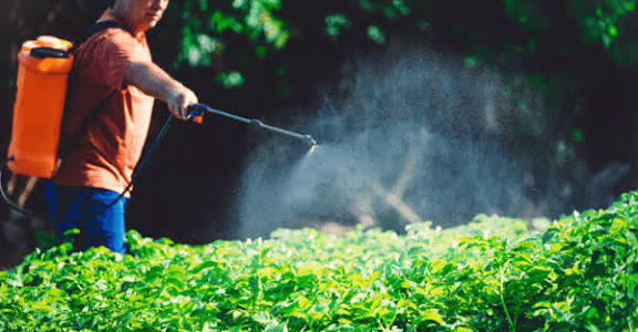 Spraying compost tea onto spinach leaves