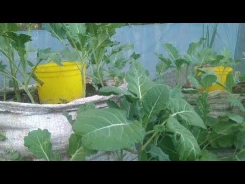Spinach and sukuma growing from rice bags