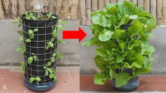 Spinach growing in vertical planters