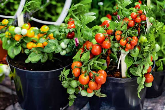 Tomato plants in buckets on a balcony