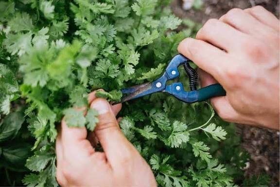 Person harvesting coriander leaves by trimming