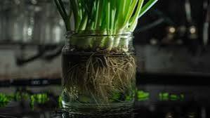 Chives growing in a repurposed glass container