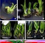 In vitro clonal propagation of Curculigo orchioides . a ...