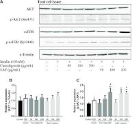 e Effects of curculigoside and EAF on the protein expression ...