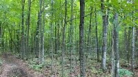Demonstration forest, maple syrup tapping make progress in SDG