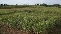 How Switchgrass Transformed Heating at a Virginia Hospital