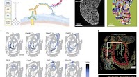 The Spatial Mouse Atlas: New insights into cell fate