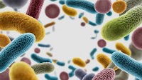 New Japanese database reveals how gut microbes and diet connect