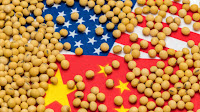 China buys no U.S. soybeans in September amid trade tensions, first zero imports since 2018