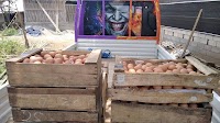 Chicken Farmers Complain About Corn Prices Reaching IDR 7,000