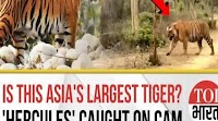 Meet ‘Hercules’, Asia’s Largest Tiger Caught on Camera in Uttarakhand | 7 Feet, 300 Kgs