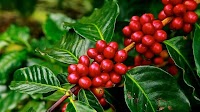 Uganda coffee exports hit 30-year record