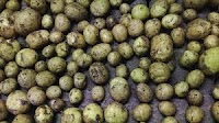 First potatoes of the year sold at auction