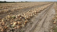 In Uzbekistan Prices for Last Year's Onions Are Rising Amid the Arrival of New Harvest Batches