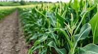 Concerns Mount Over Potential Corn Pollination Problems