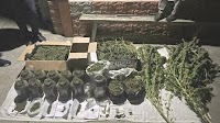 Police arrest Tashkent man for storing 38 kg of narcotics in his home