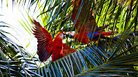 Resumed UN Biodiversity Conference Gives GBF “Arms, Legs, and Muscles”
