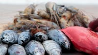 2025 Press Releases - Iceland donates an additional CHF 200,000 to WTO Fish Fund - Press/972