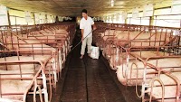 Pig price increased/decreased by 2,000 VND/kg at most; Gas market is expected to fluctuate